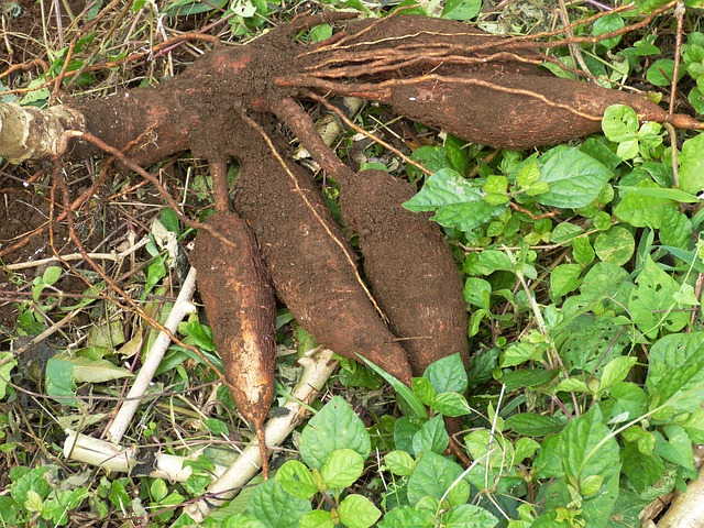 A picture of cassava tubers on the ground.
