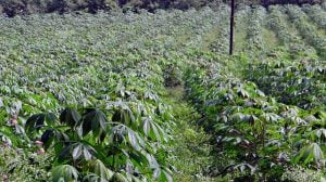 How to Minimize the Risk of Cassava Poisoning | Nutrition Point