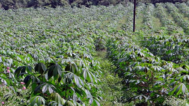 A picture of a cassava plantation