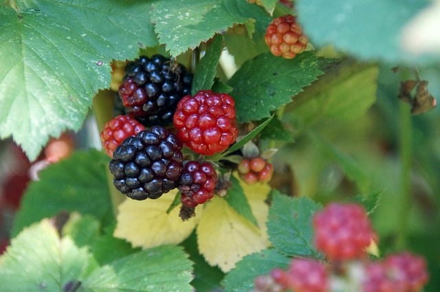 A photo of ripe blackberries on a branch.