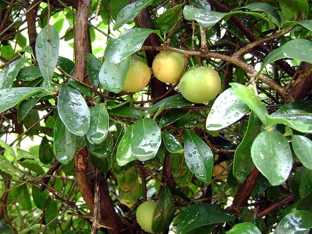 A photo of unripe Kei apple fruits on a fence.