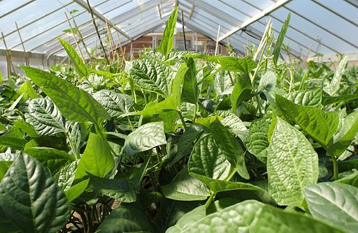 A photo of cowpeas crop inside a greenhouse.