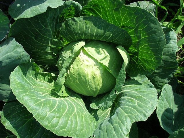 A photo of a green cabbage.