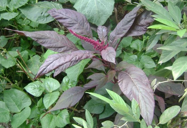 A photo of a red amaranth plant