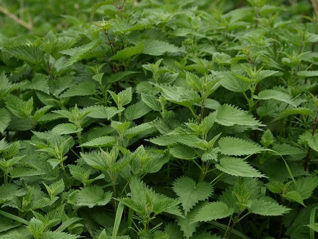 A photo of Stinging Nettle leaves.